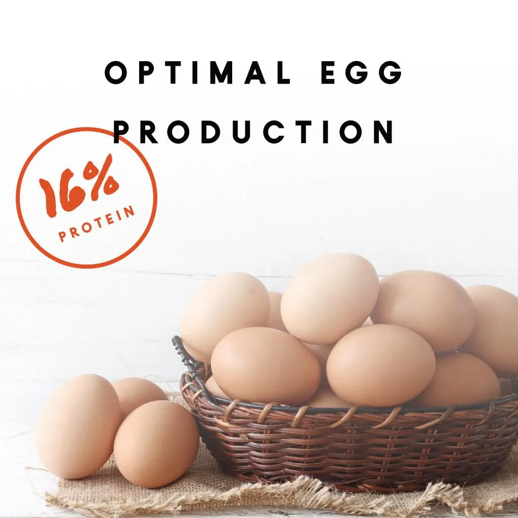 Manna Pro 16% Layer Crumbles with Probiotics for Laying Hens (8 lb)