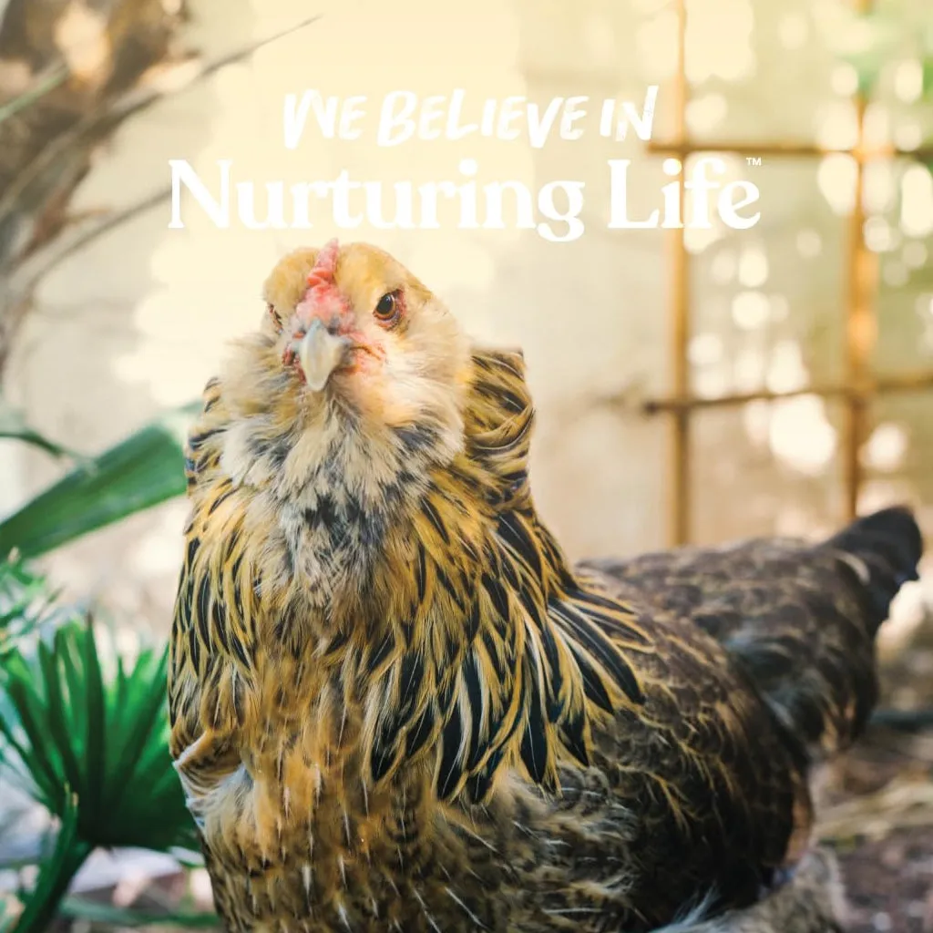 Manna Pro 16% Layer Crumbles with Probiotics for Laying Hens (8 lb)