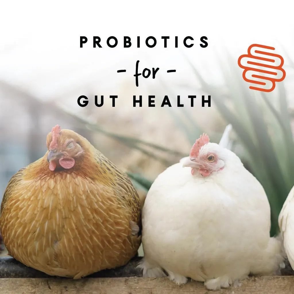 Manna Pro 16% Layer Crumbles with Probiotics for Laying Hens (8 lb)